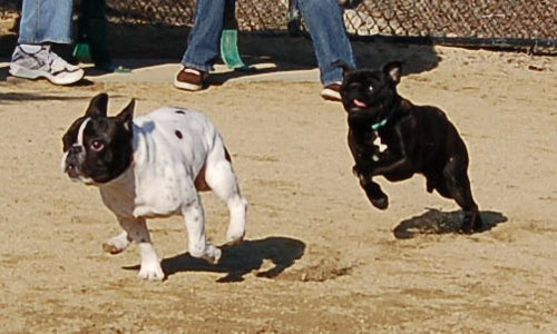 Chases - February 19, 2006