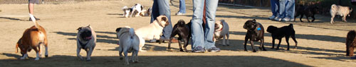 Pugs - February 19, 2006