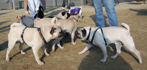 Pugs - February 19, 2006