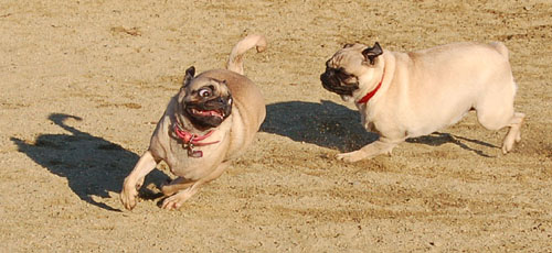 Chases - February 19, 2006