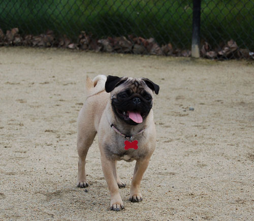 April 16, 2006 Hug Pug Park Fun