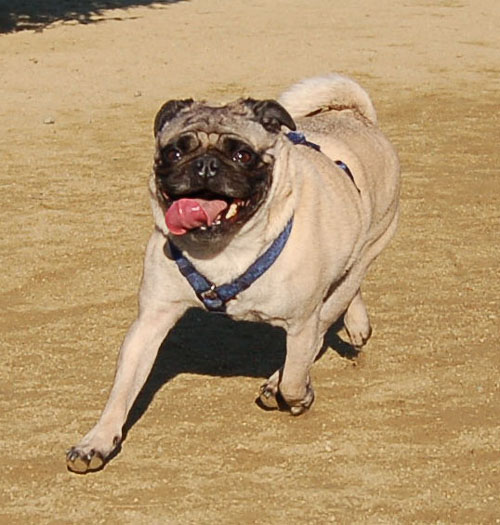 Smiling Pugs - February 19, 2006