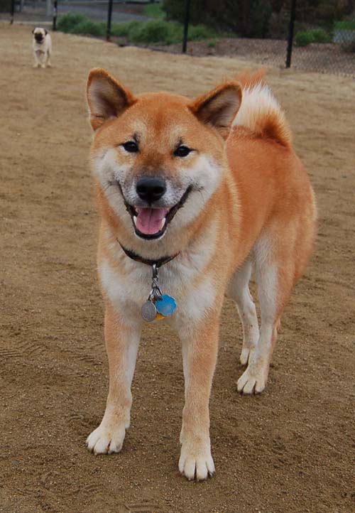 Wet Pugs - March 5, 2006