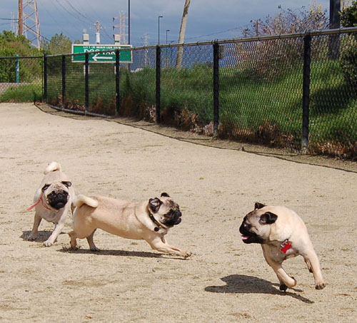 April 16, 2006 Hug Pug Park Fun