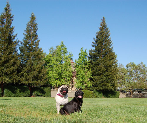 Sheba and Rio at Night