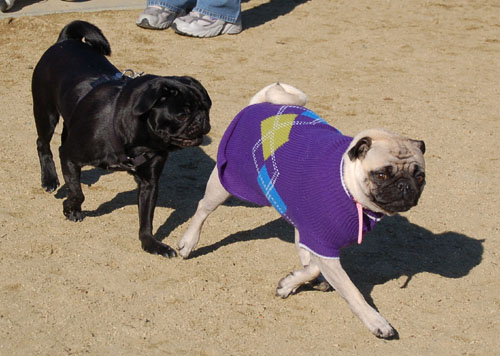Little Sheba the Hug Pug - February 19, 2006