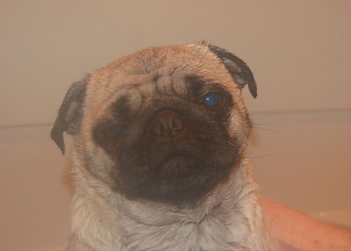Sheba and takes a bath after playing in the Mud