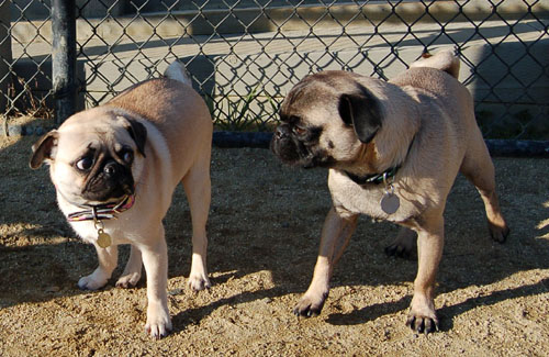 Pugs - February 19, 2006