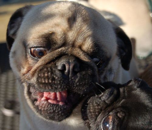 Smiling Pugs - February 19, 2006