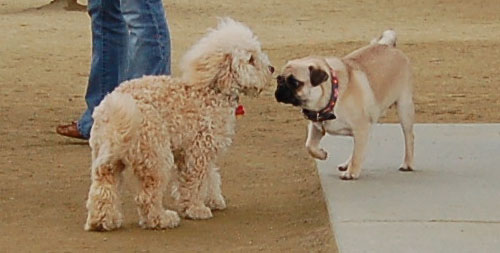 Pug and Hugs - February 26, 2006