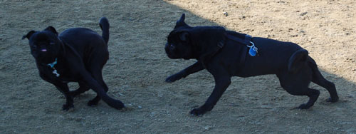 Chases - February 19, 2006