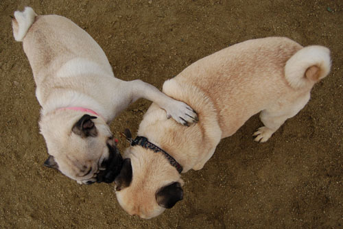 Wet Pugs - March 5, 2006