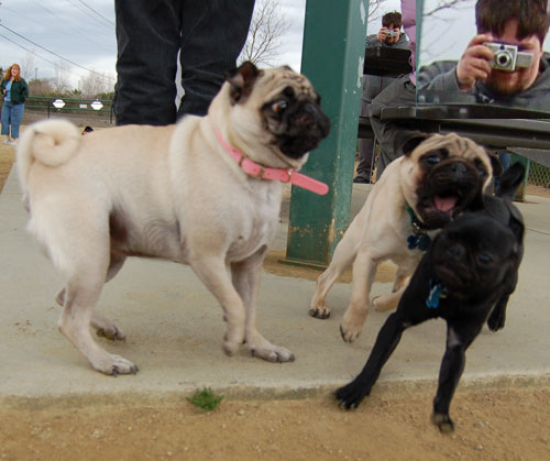 Pug and Hugs - February 26, 2006