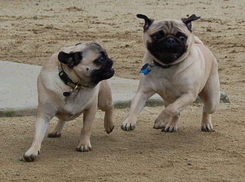 Mountain View Hug Pugs - March 12, 2006