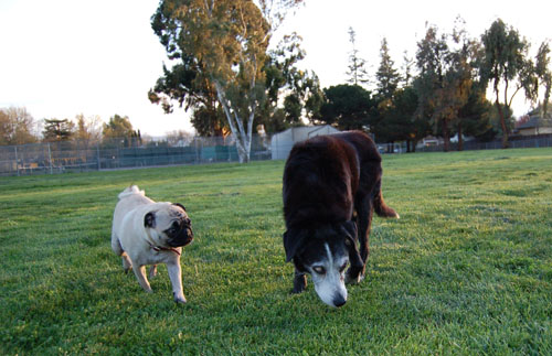 Sheba and Daisy playing in the Mud