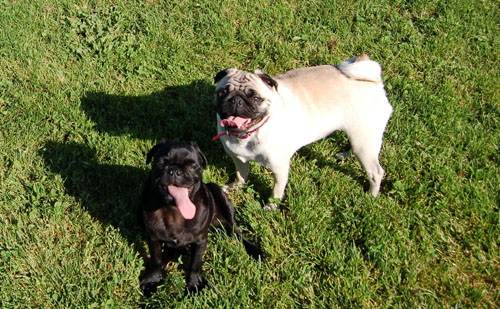 Sheba and Rio at Night