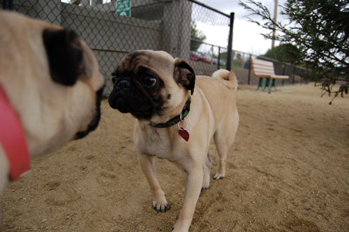 Pug and Hugs - February 26, 2006