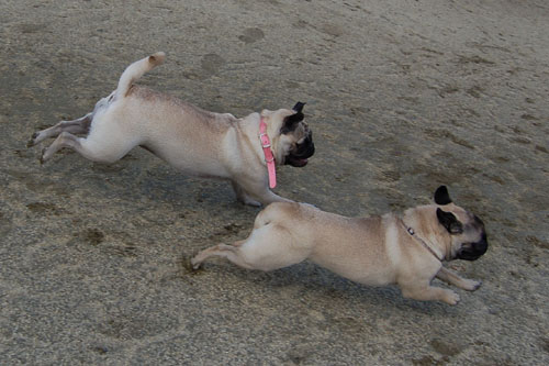 April 16, 2006 Hug Pug Park Fun