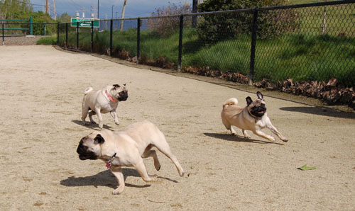 April 16, 2006 Hug Pug Park Fun