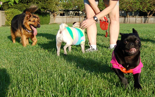 Sheba and Rio - May 1, 2006