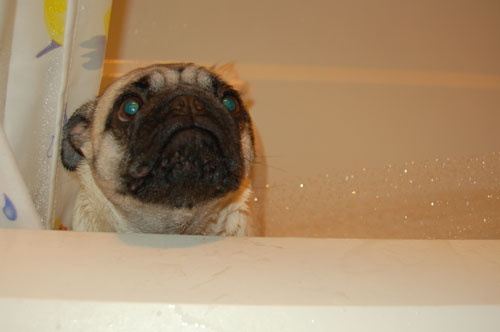 Sheba and takes a bath after playing in the Mud