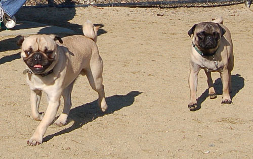 Smiling Pugs - February 19, 2006