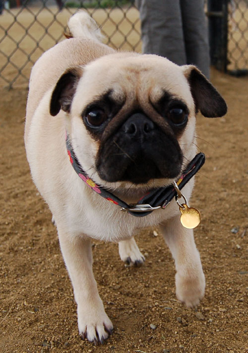 Pug and Hugs - February 26, 2006