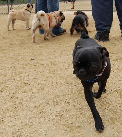 April Dog Park Fun