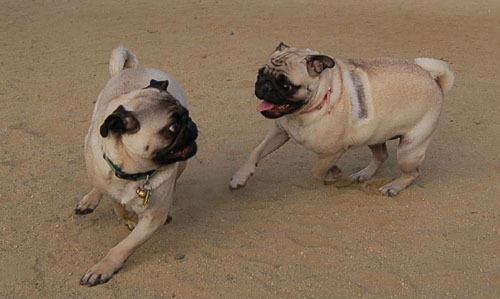 Pug and Hugs - Mountain View Dog Park Fun with Sheba, Rio and the Gang