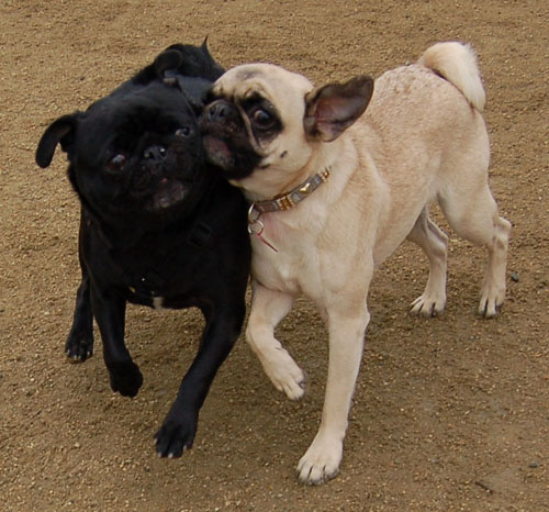 April 2, 2006 Hug Pug Park Fun
