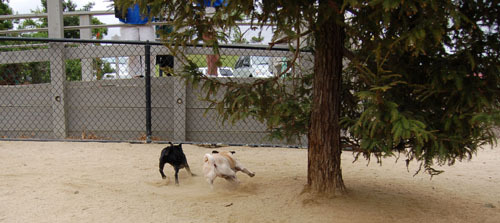 April Dog Park Fun