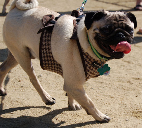 Mountain View Dog Park - April 30, 2006