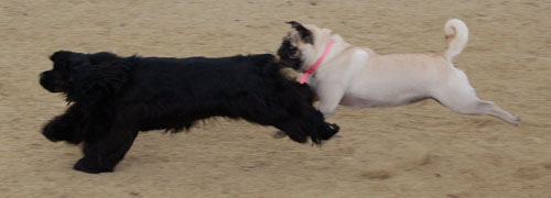 Pug and Hugs - February 26, 2006