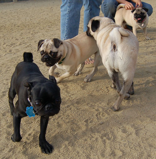 Pug and Hugs - Mountain View Dog Park Fun with Sheba, Rio and the Gang