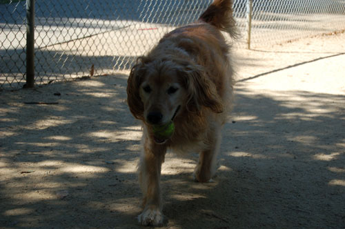 Happy Puppies!!! at Toby's Party!!!