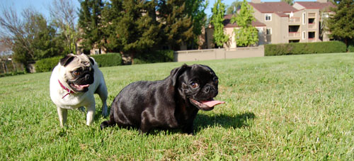 Sheba and Rio at Night