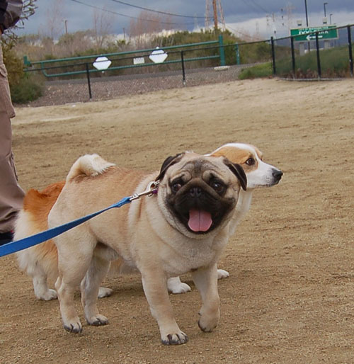 Mountain View Hug Pugs - March 12, 2006