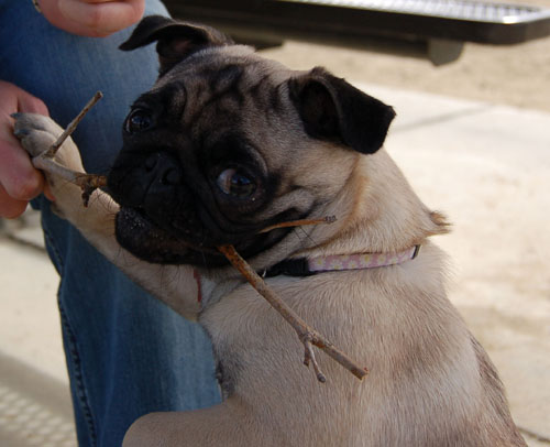 April 16, 2006 Hug Pug Park Fun