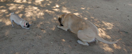 Toby going to NY party