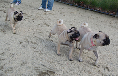 April 16, 2006 Hug Pug Park Fun