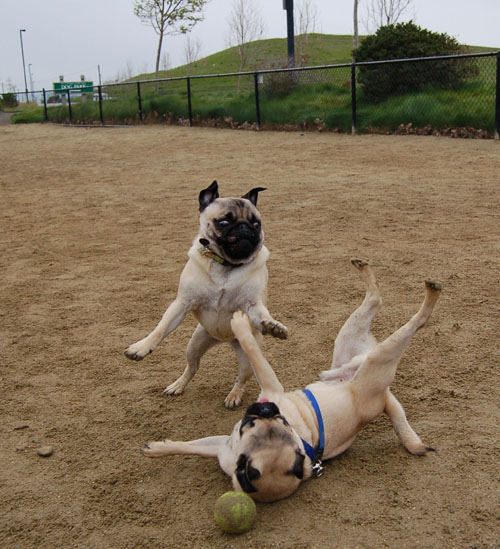 April 2, 2006 Hug Pug Park Fun
