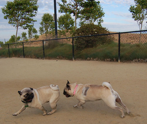 Pug and Hugs - Mountain View Dog Park Fun with Sheba, Rio and the Gang