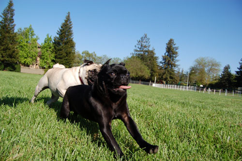 Sheba and Rio at Night