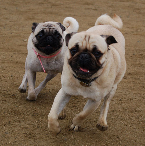 Wet Pugs - March 5, 2006