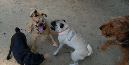 Honey and Sheba Chasing Fun