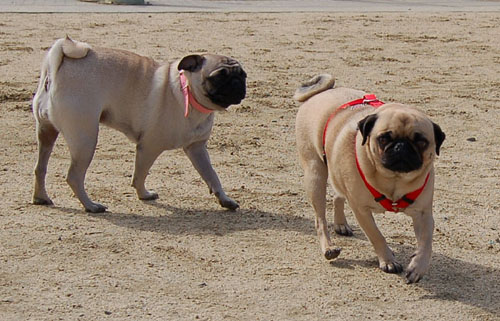 April 16, 2006 Hug Pug Park Fun