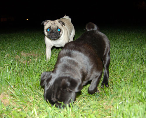 Sheba and Rio at Night