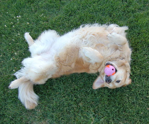 Pug and Hugs - Palo Alto Dog Park Fun with Sheba, Rio and the Gang