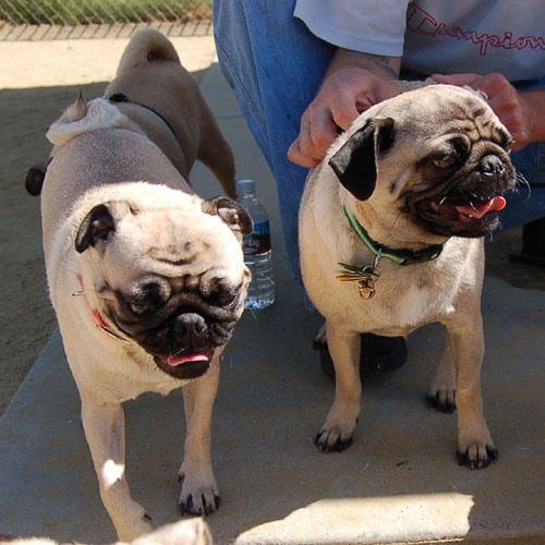 Mountain View Dog Park - April 30, 2006