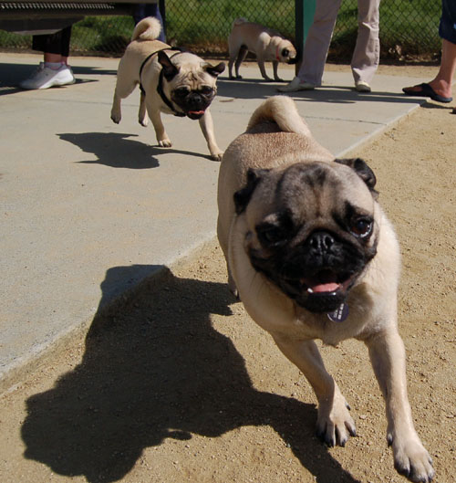 Mountain View Dog Park - April 30, 2006